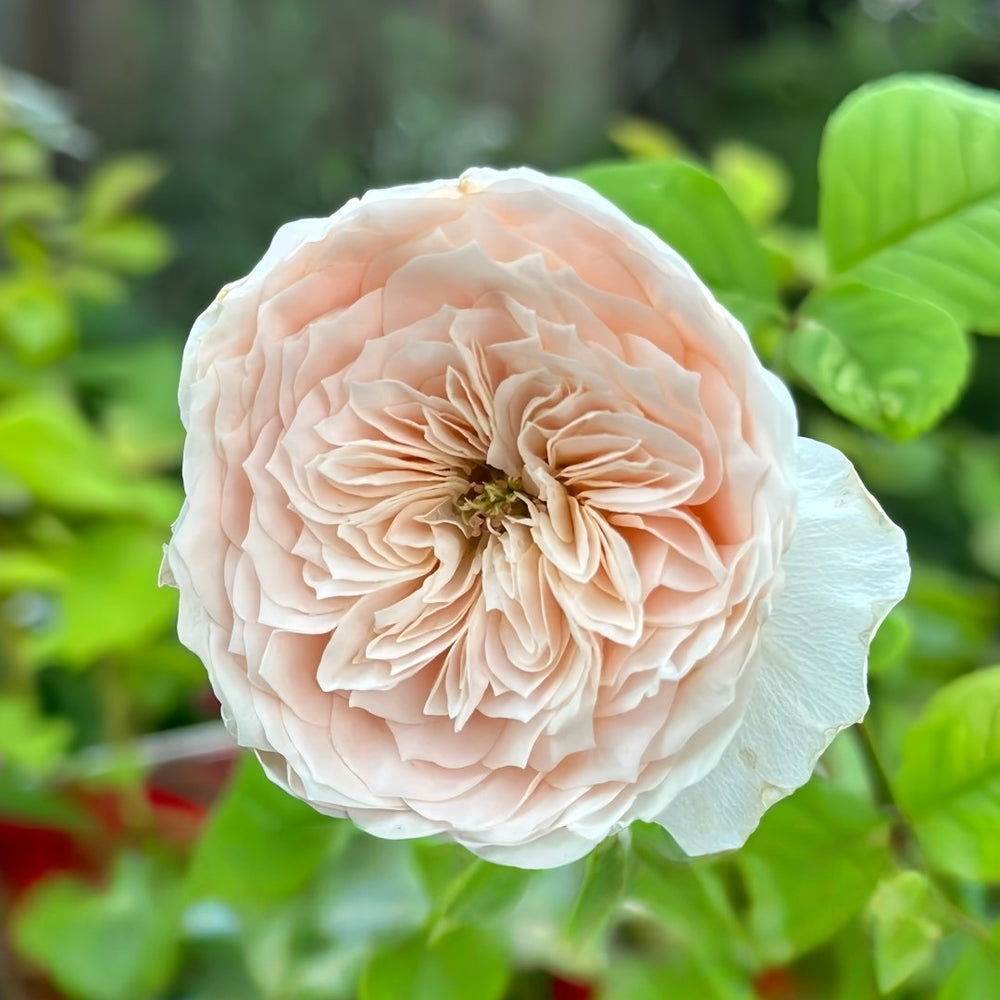Paradise Beach Rose | 天堂海滩 image 3