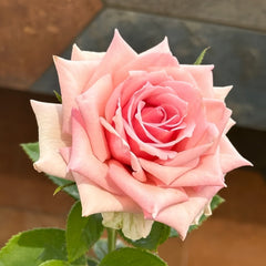 Kanata Rose Plant｜彼岸 image 3