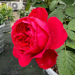 Traviata Rose Plant|茶花女 image 1