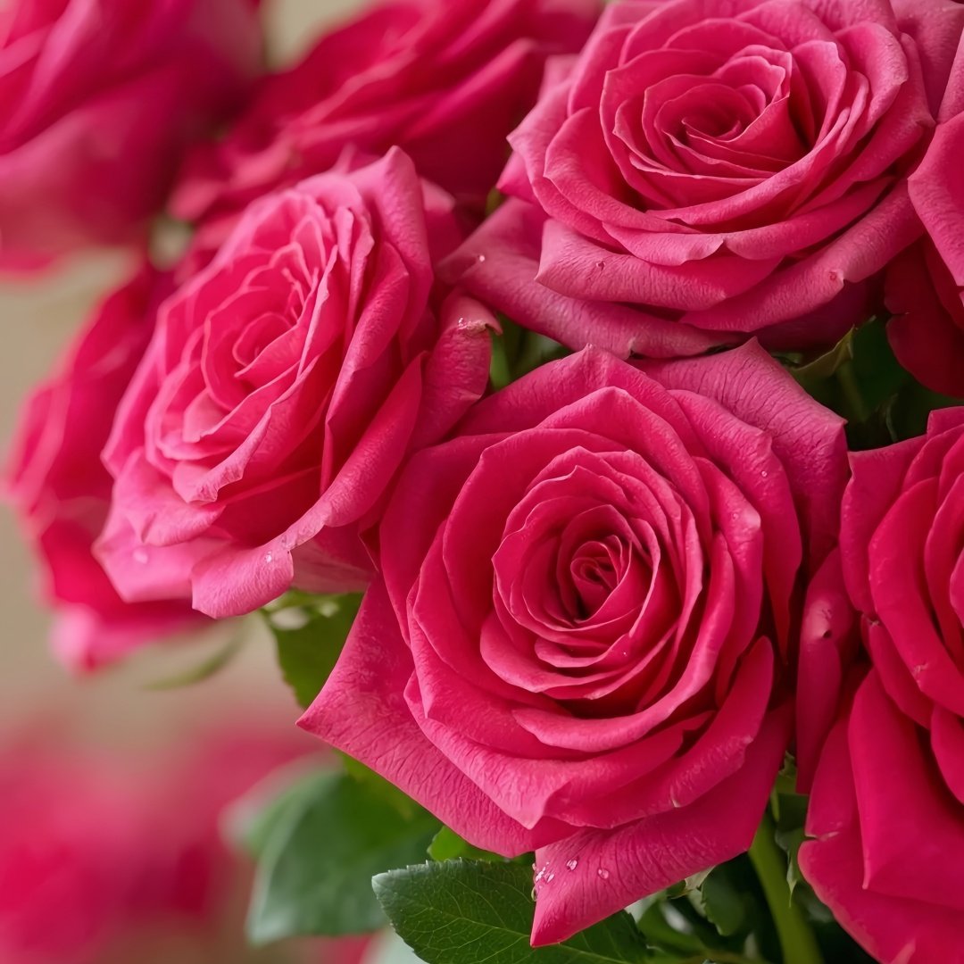 Pink Floyd Rose Plant｜弗洛伊德 image 6
