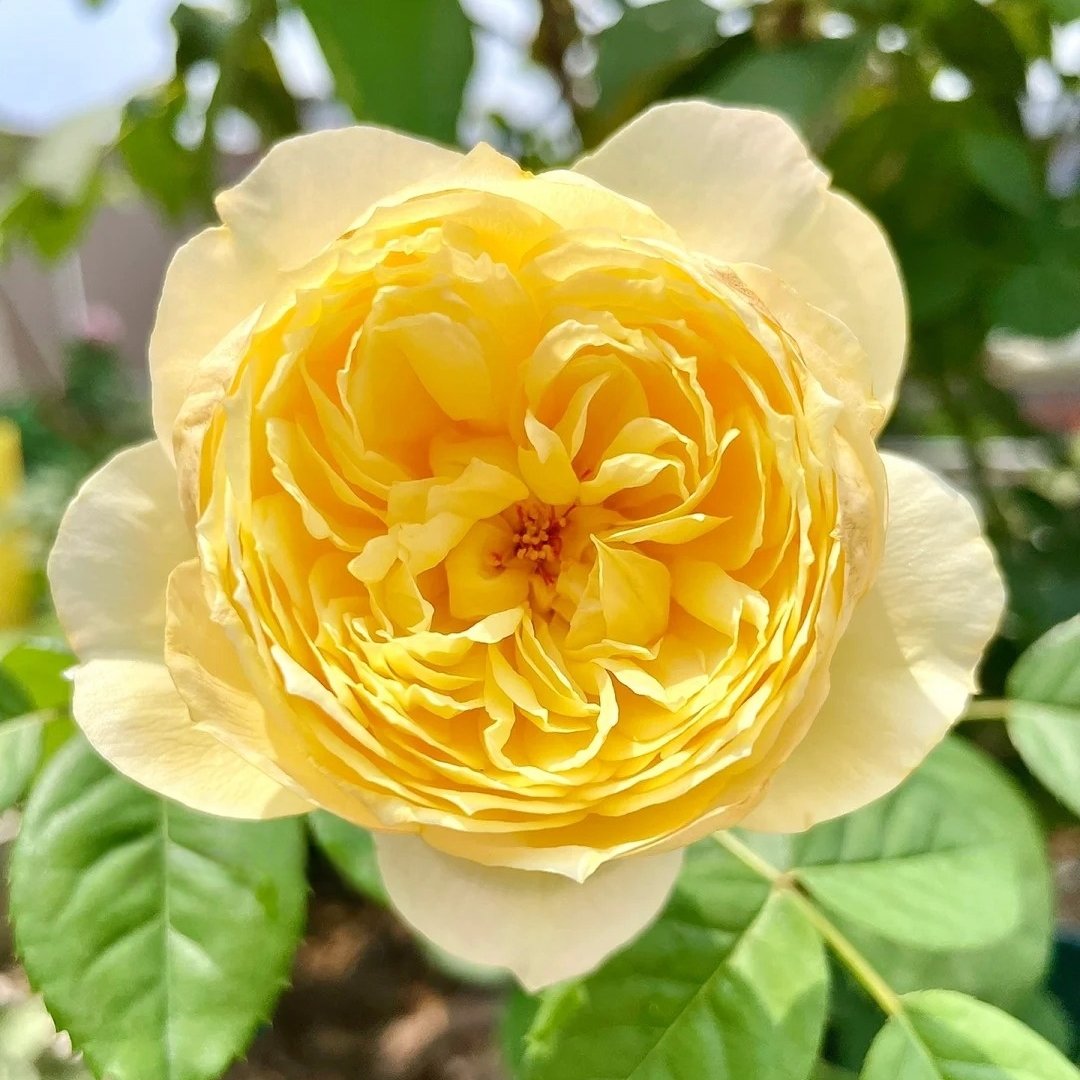 Bird Chirp Rose Plant|雀啾 image 1