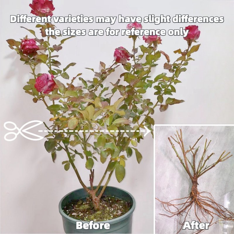 Joyce Rose Plant|乔伊斯 image 8