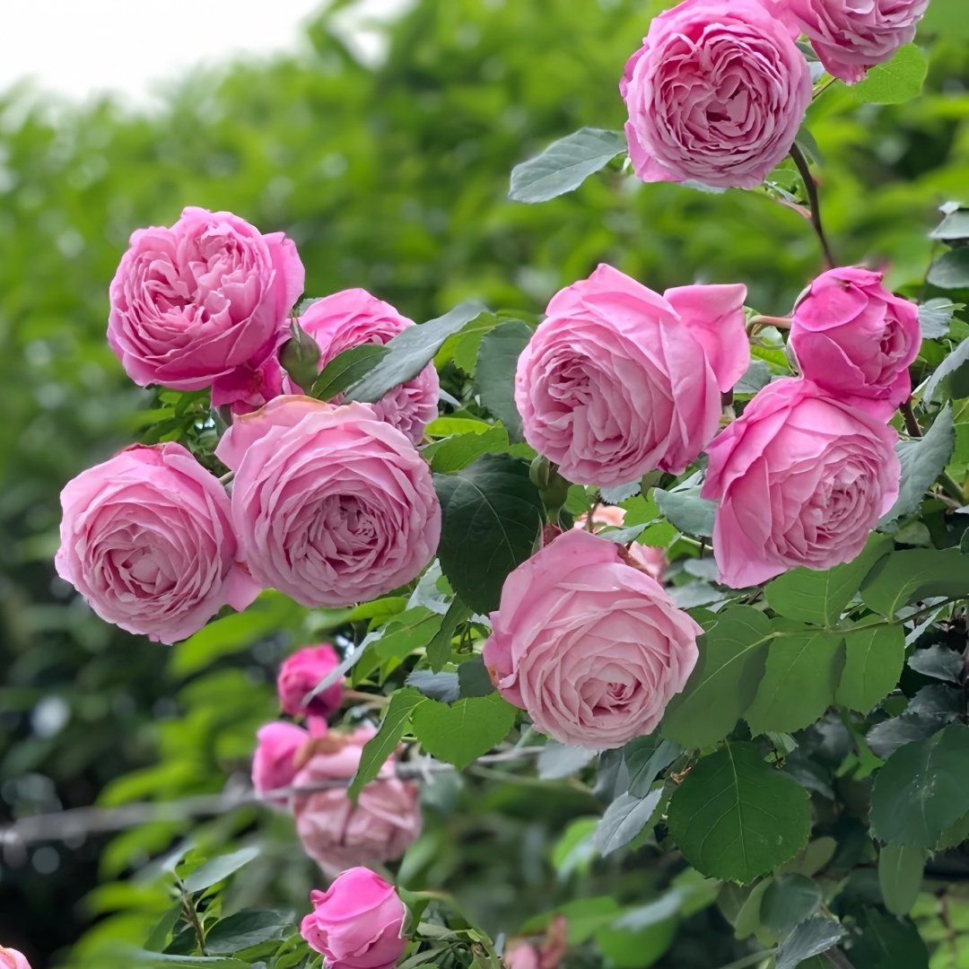 Spirit of Freedom Rose Plant｜自由精神 image 9