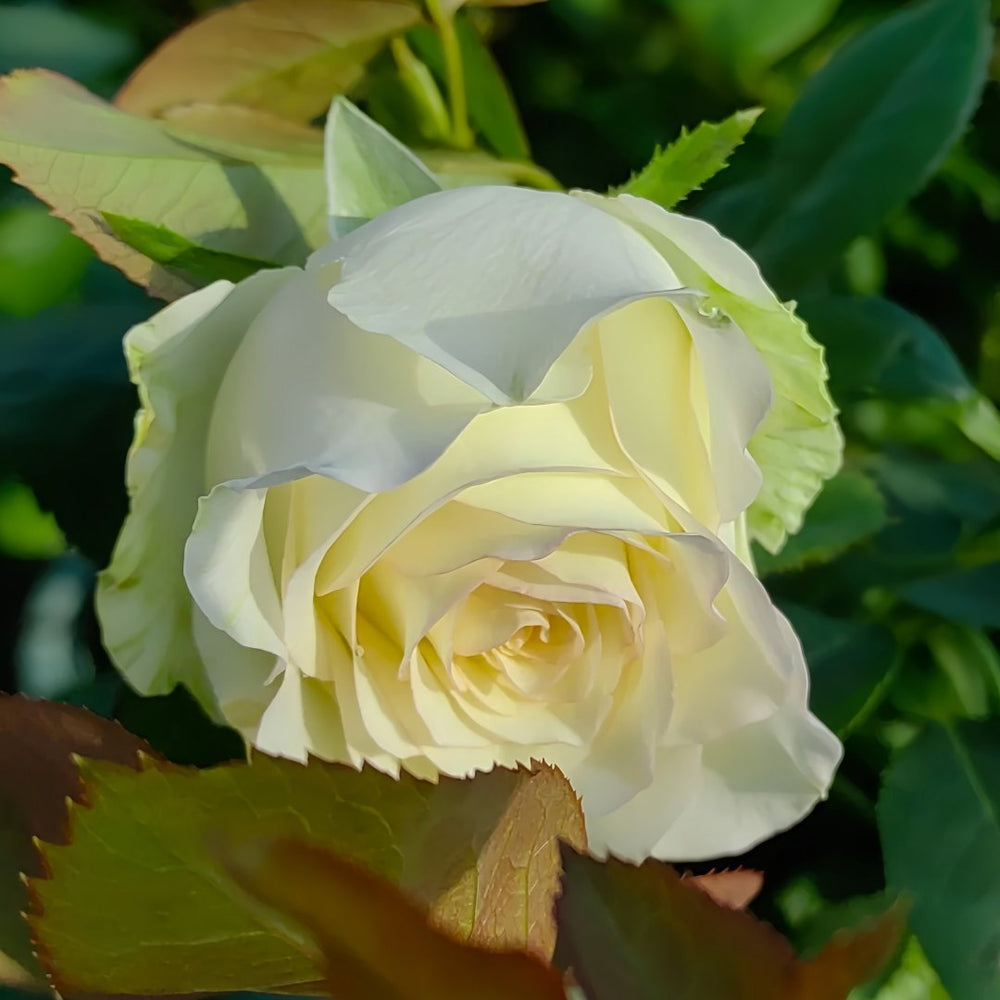 White Elsa Rose Plant|白艾莎 image 7