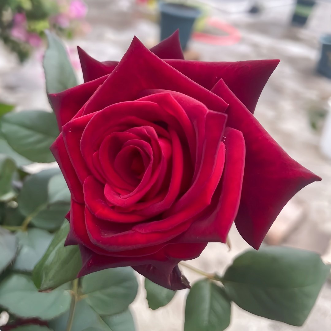 Black Baccara Rose Plant｜黑巴克 image 9