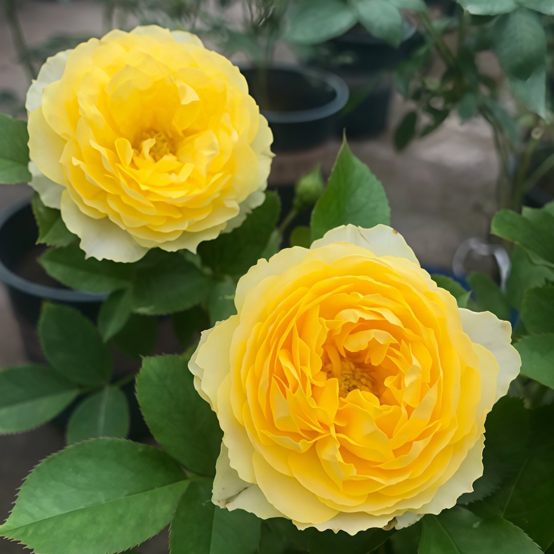 Canary Rose Plant|金丝雀 image 9