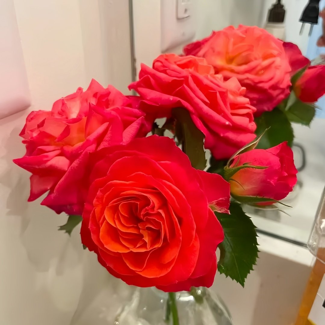 Vulcano Rose Plant｜火神岛 image 6