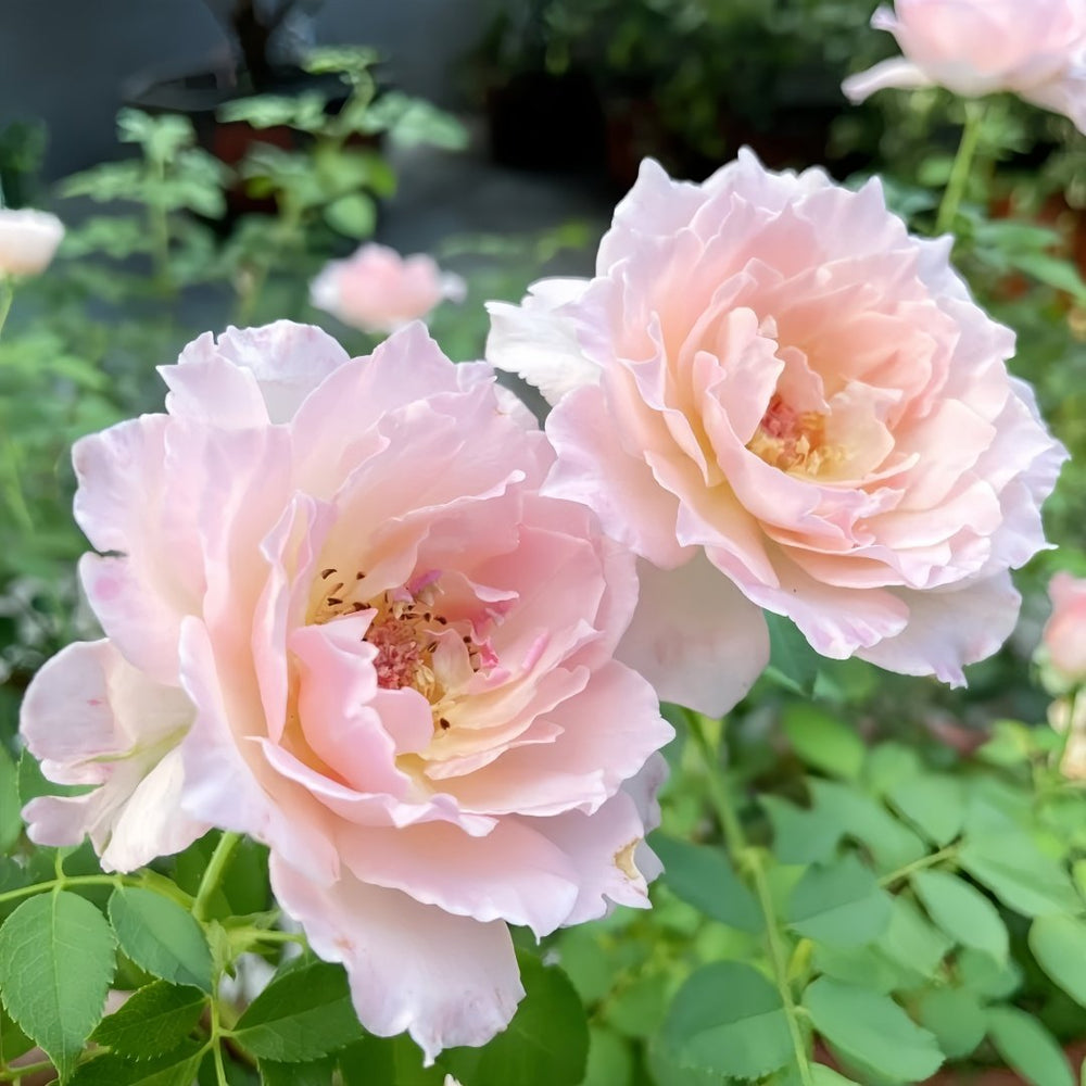 Ningzhi Rose Plant｜凝脂 image 7