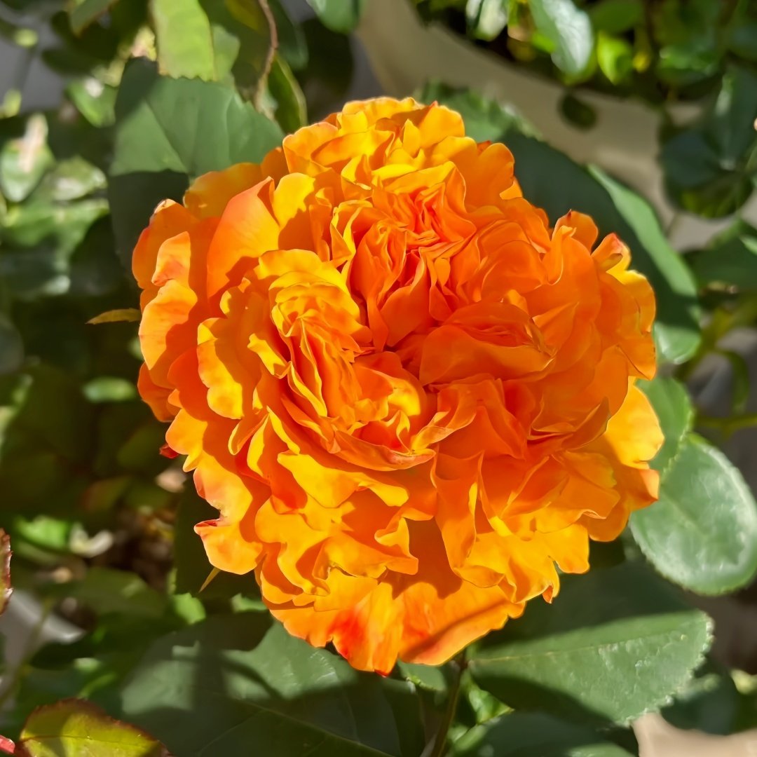 Mango Lieber Rose Plant|芒果酒吧/芒果丽娃 image 2