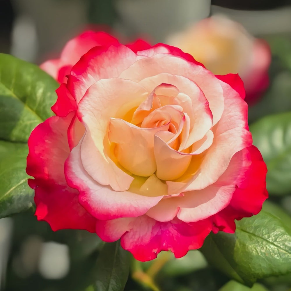 Nostalgie Rose Plant|乡愁 image 0
