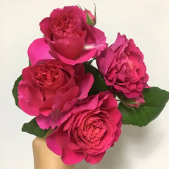 Kate Rose Plant｜凯特 image 2