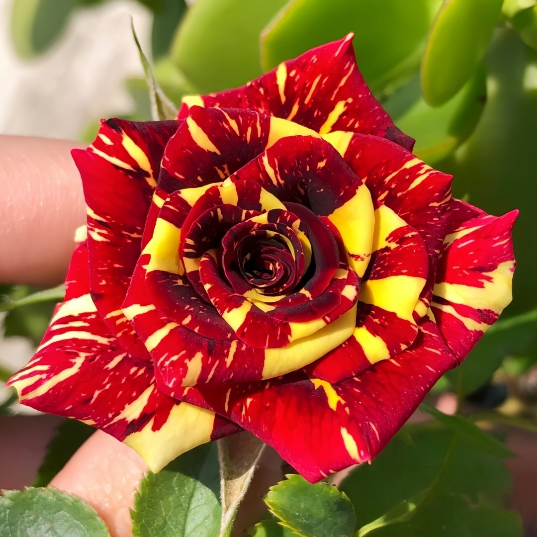 Abracadabra Rose Plant|流星雨 image 8