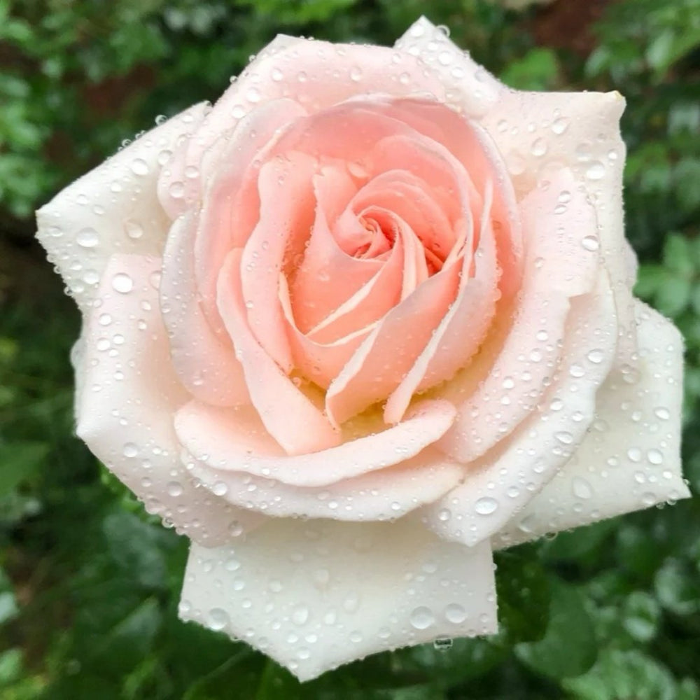 Prince Jardinier Rose Plant|园艺王子 image 7