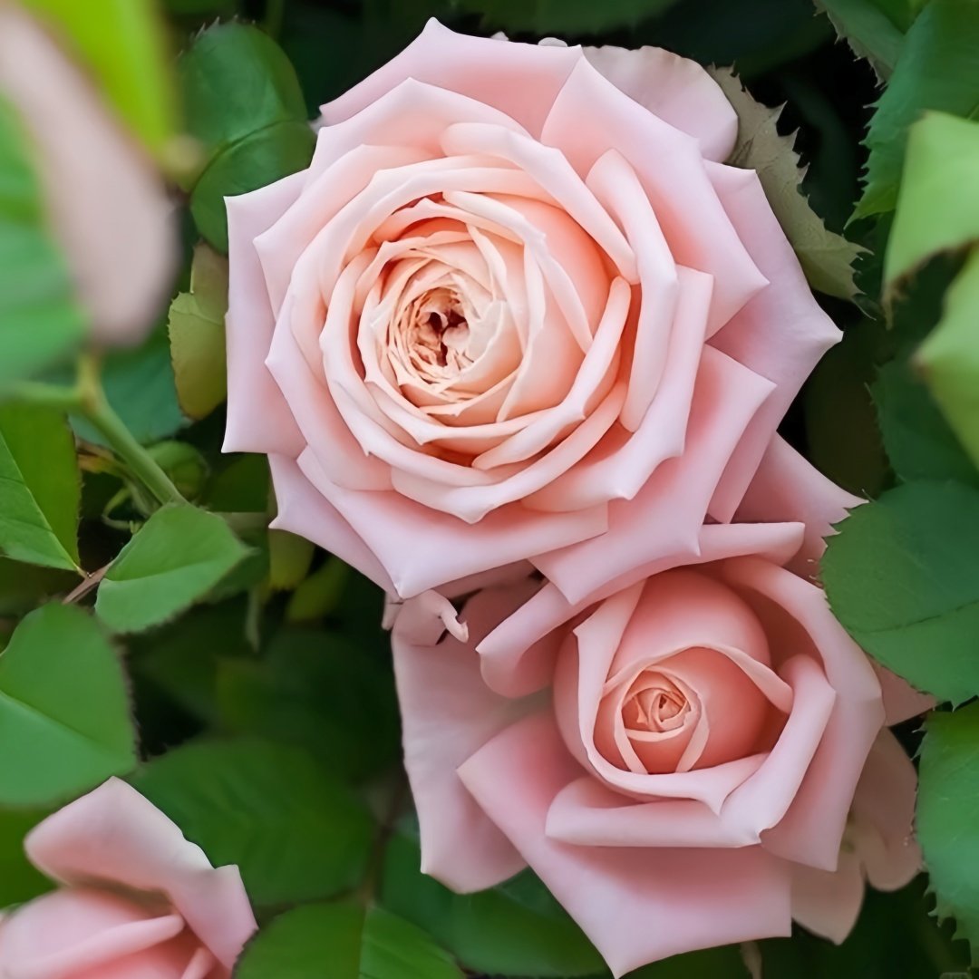 Hina Rose Plant|雏鸟 image 1