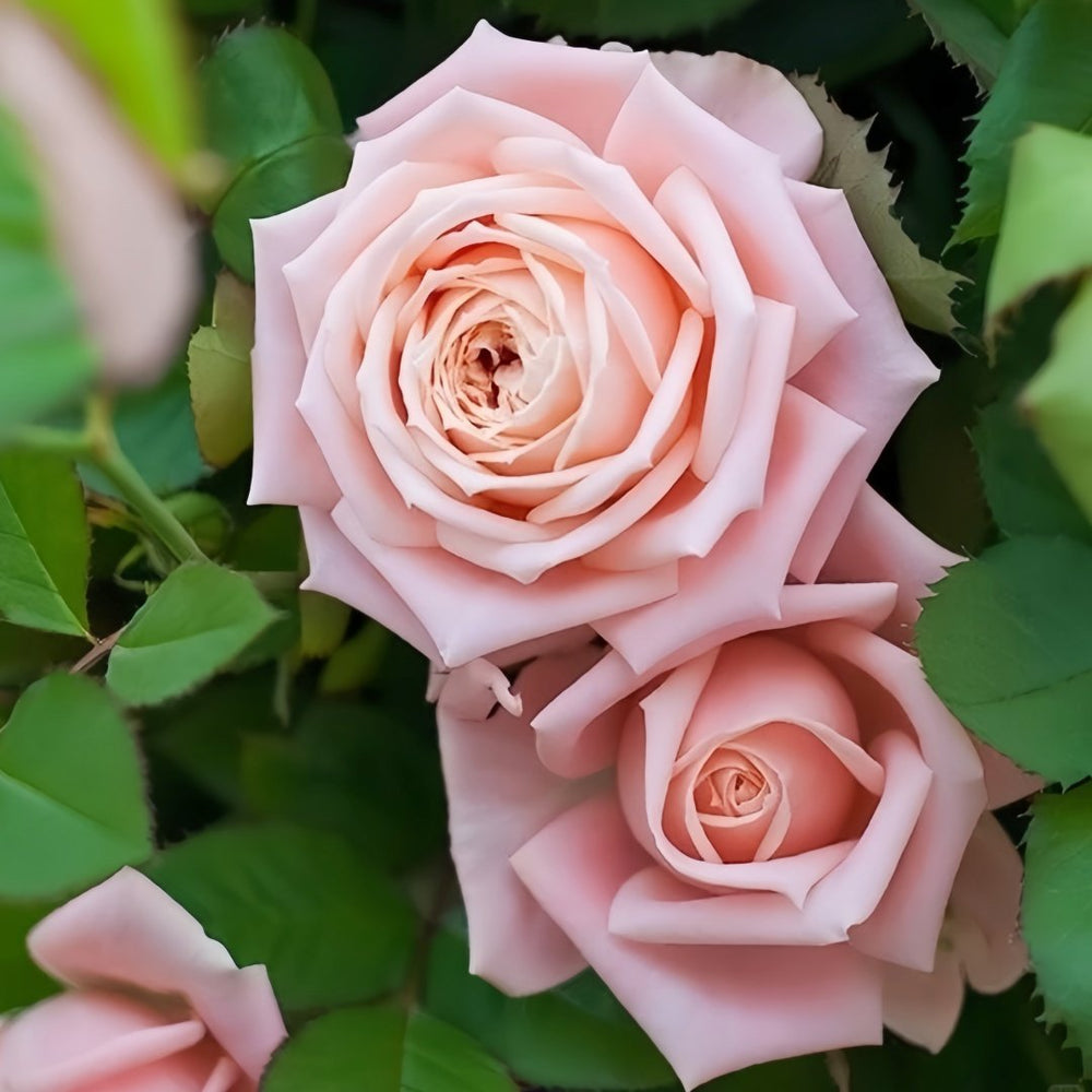 Hina Rose Plant|雏鸟 image 1