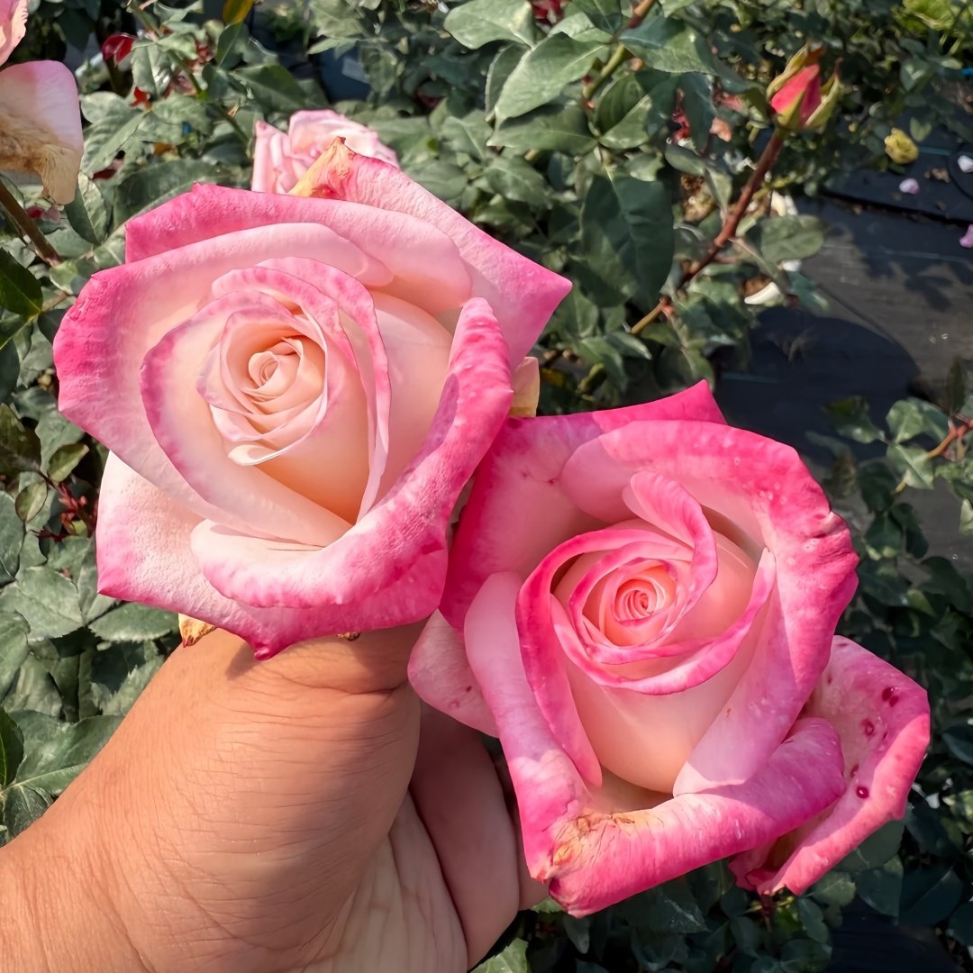 Wu Mei Niang Rose Plant｜武媚娘 image 8