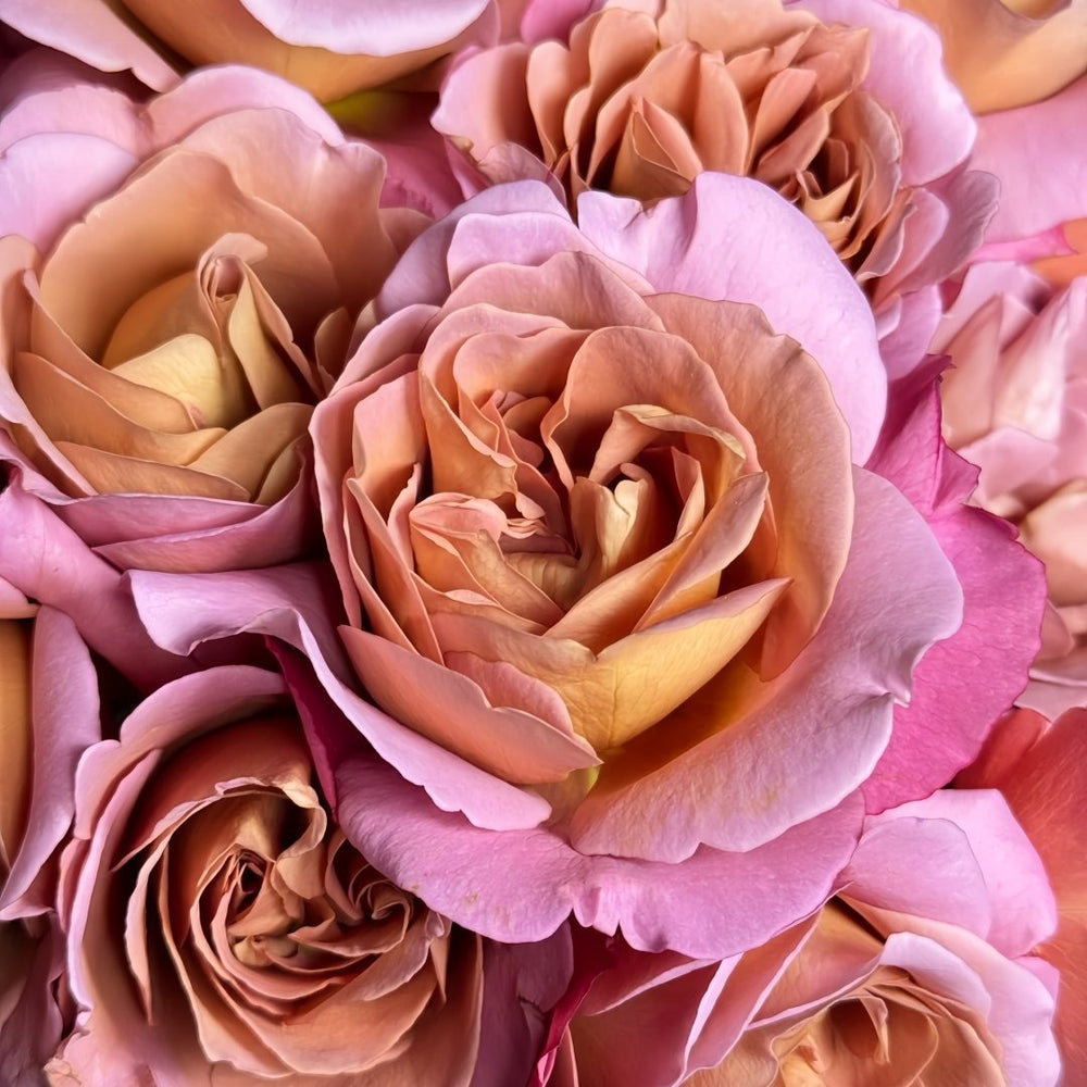 Drape Rose Plant｜帷幕 image 8