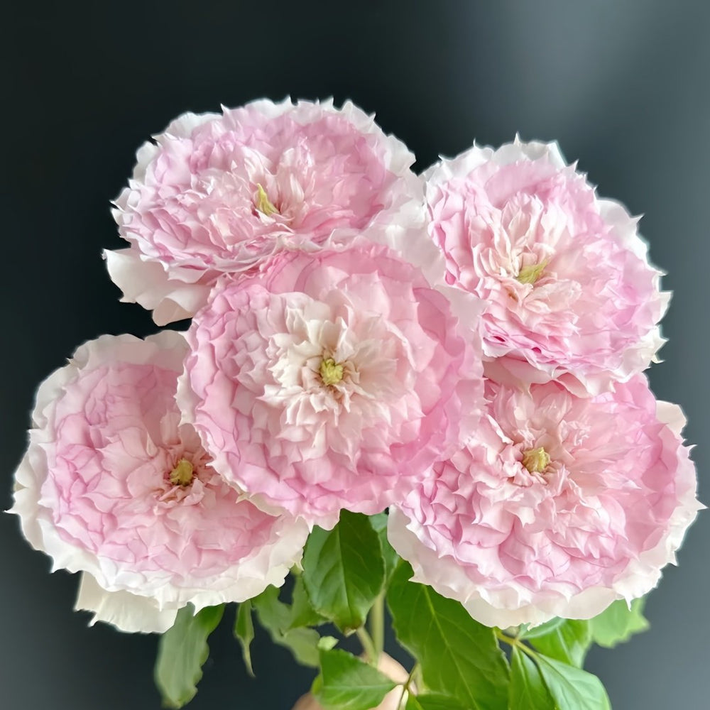 Rongrongyue Rose Plant|溶溶月 image 5
