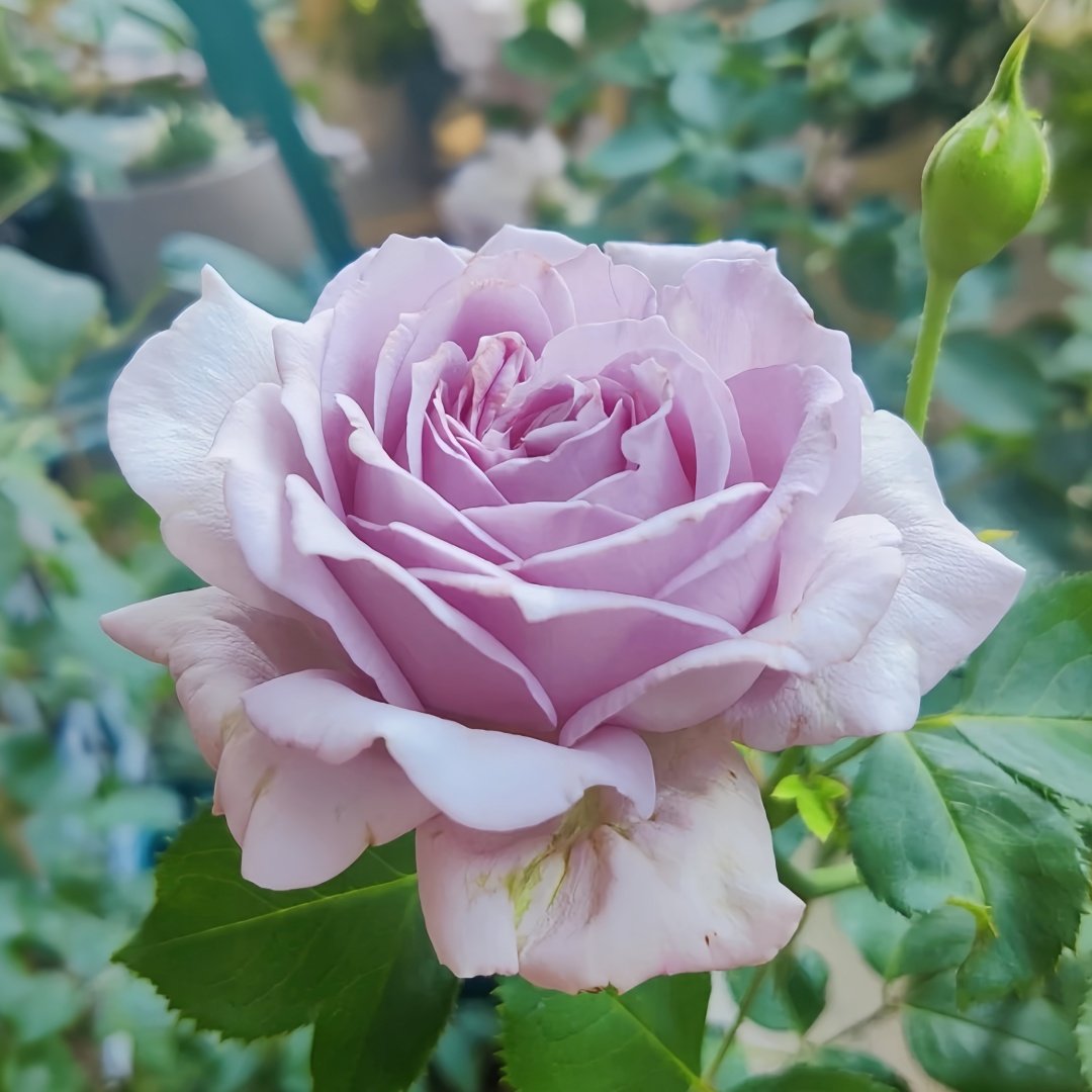 Blue Vague Rose Plant｜蓝色迷雾 image 7