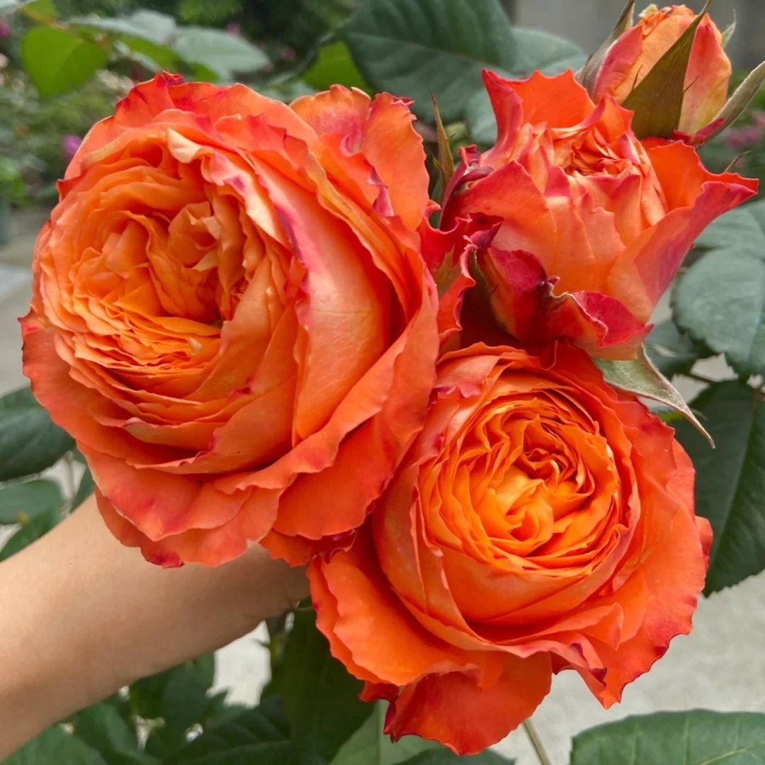Orange Romantica Rose Plant｜浪漫橙色 image 6
