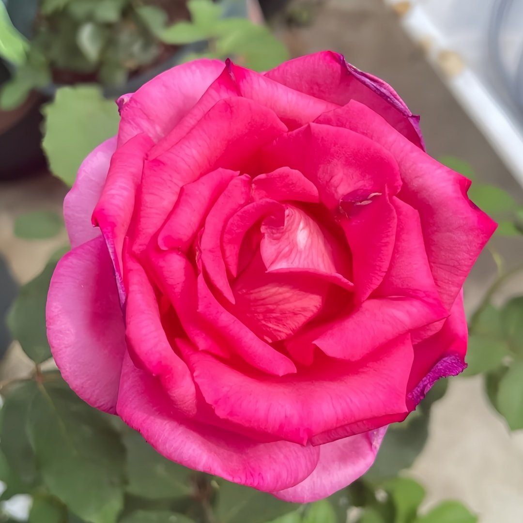 Parole Rose Plant|诉说 image 1