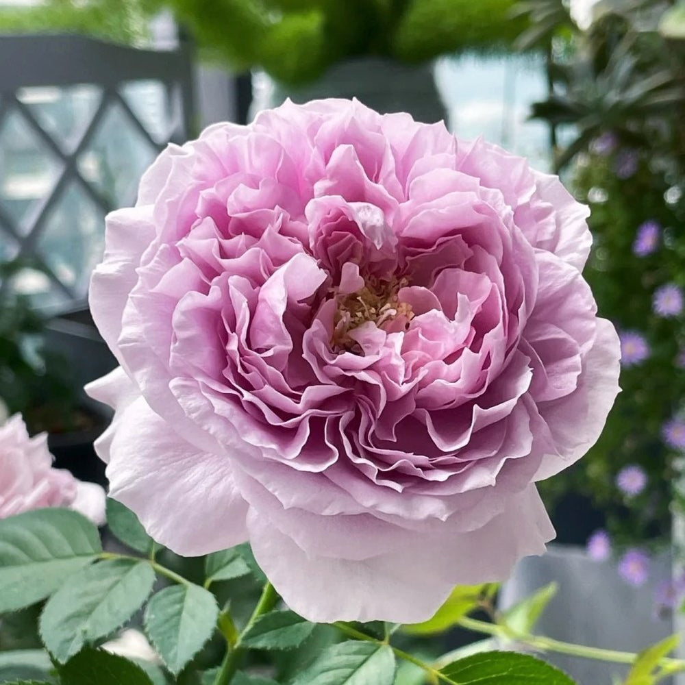 Repartil Rose Plant｜重启玫瑰 image 4
