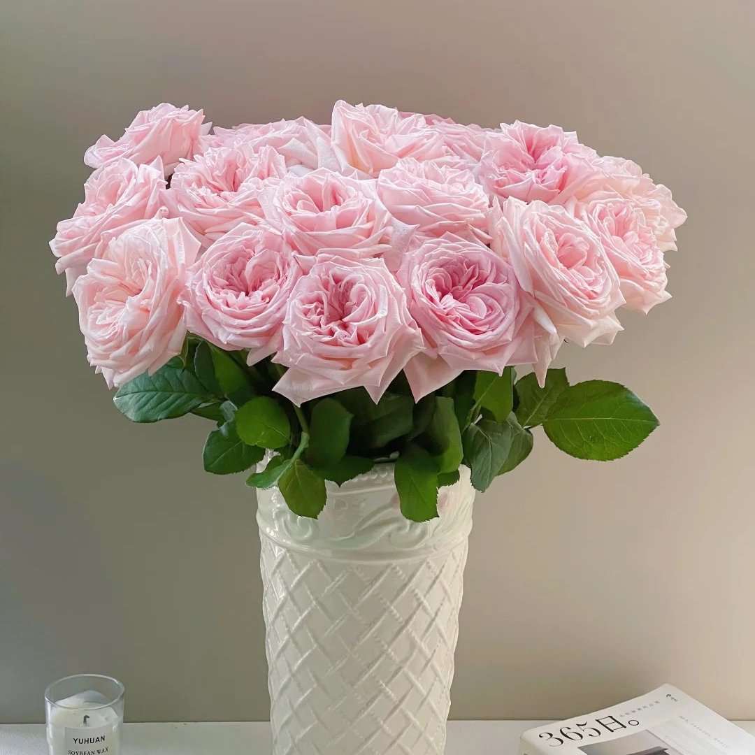 Pink ohara Rose Plant|粉哈娜 image 4