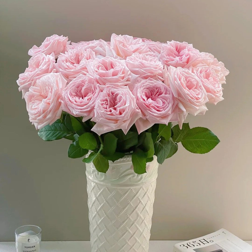 Pink ohara Rose Plant|粉哈娜 image 4