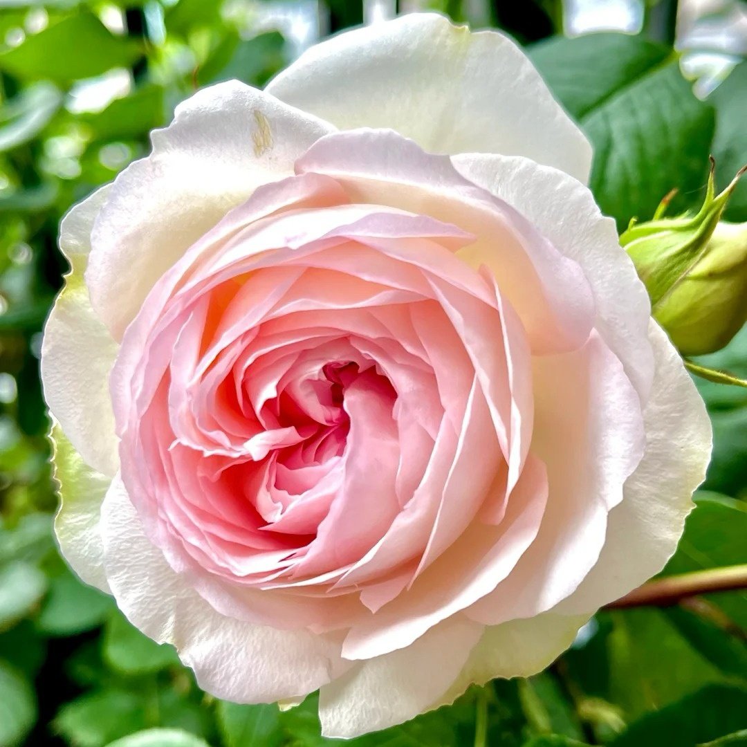 Roxann Rose Plant｜罗克珊 image 2