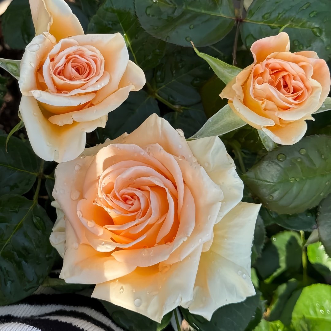 Peach Wave Rose Plant｜桃色波 image 7