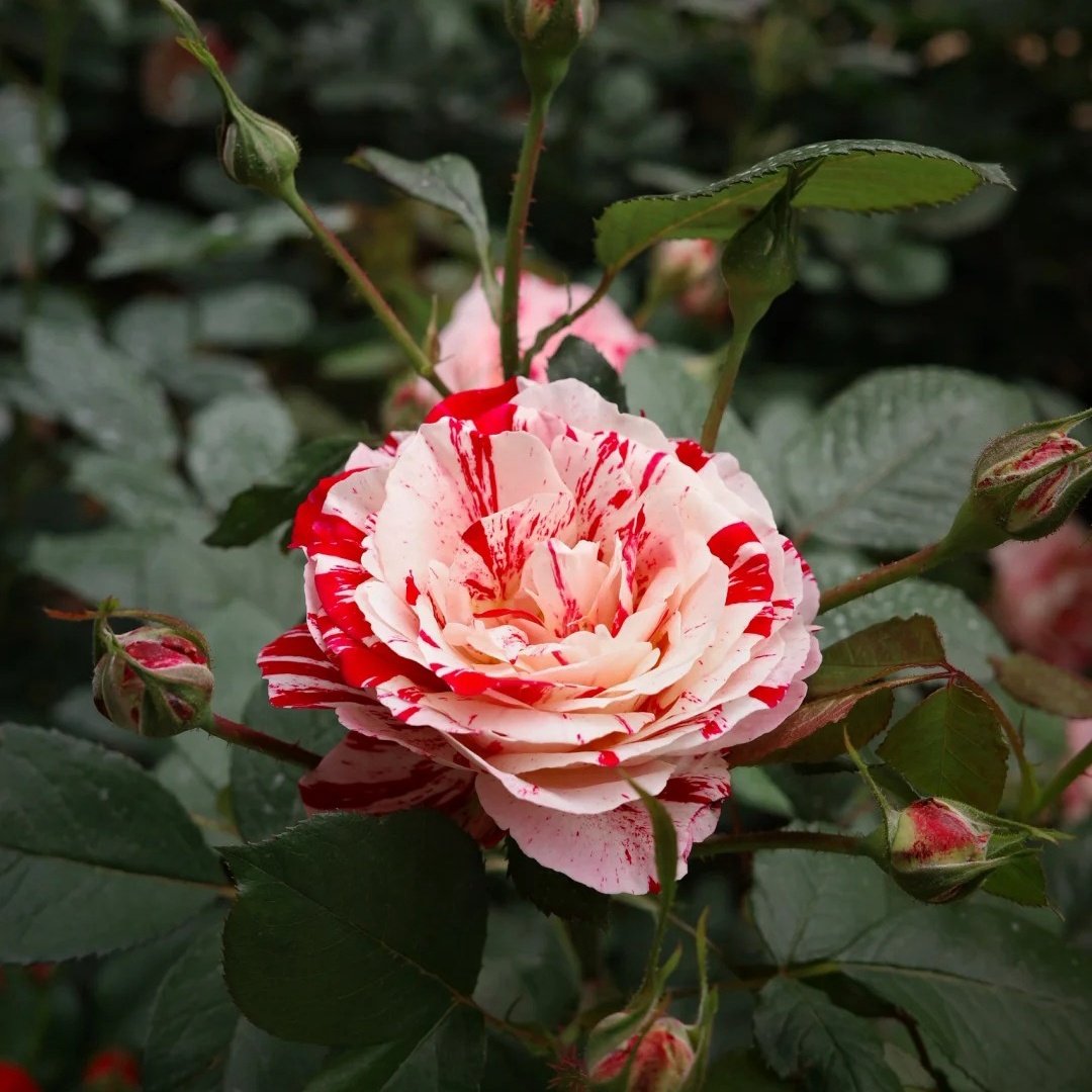 Scentimental Rose Plant | 说愁 image 4
