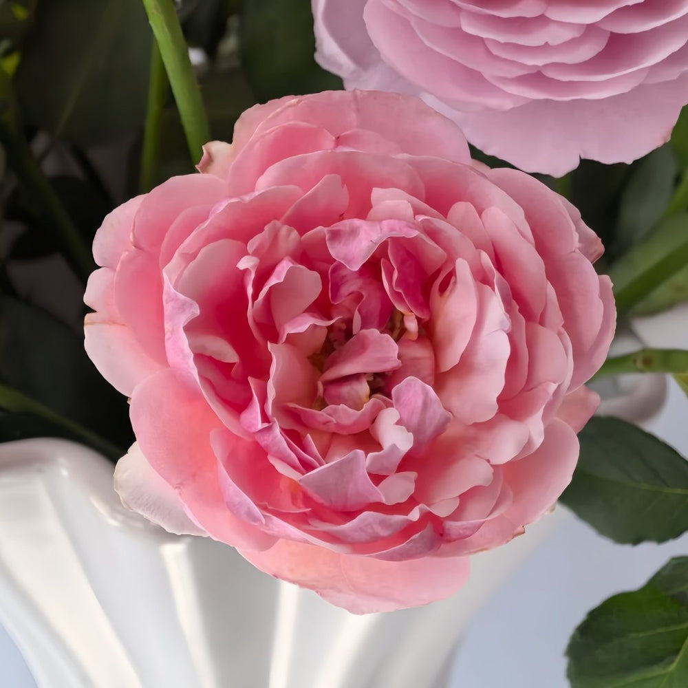 Yves Wishing Rose Plant|伊芙心愿 image 8