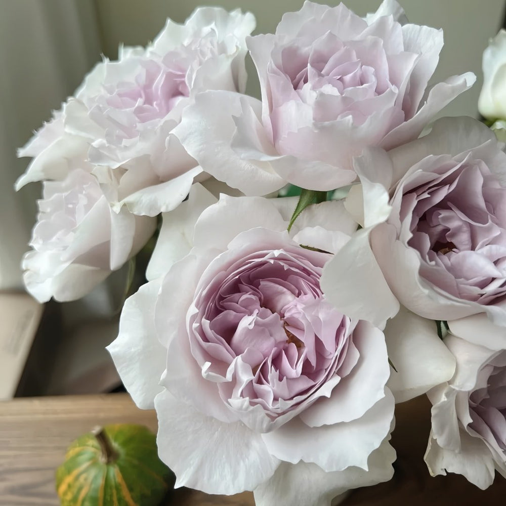 Saphiret Rose Plant | 莎菲天使 image 6