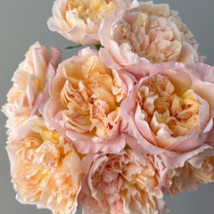 Edith Rose Plant｜伊迪斯 image 3