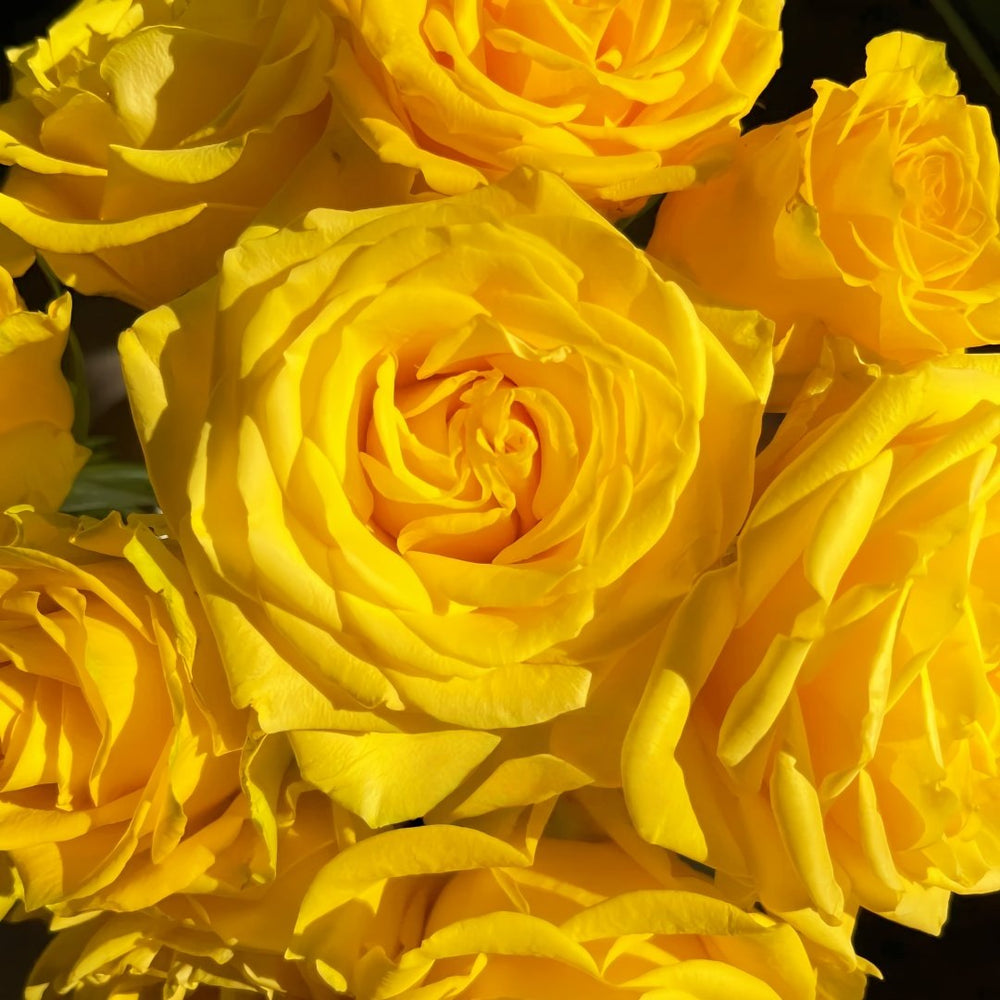 Yellow Breeze Rose Plant｜黄色布雷茨 image 6