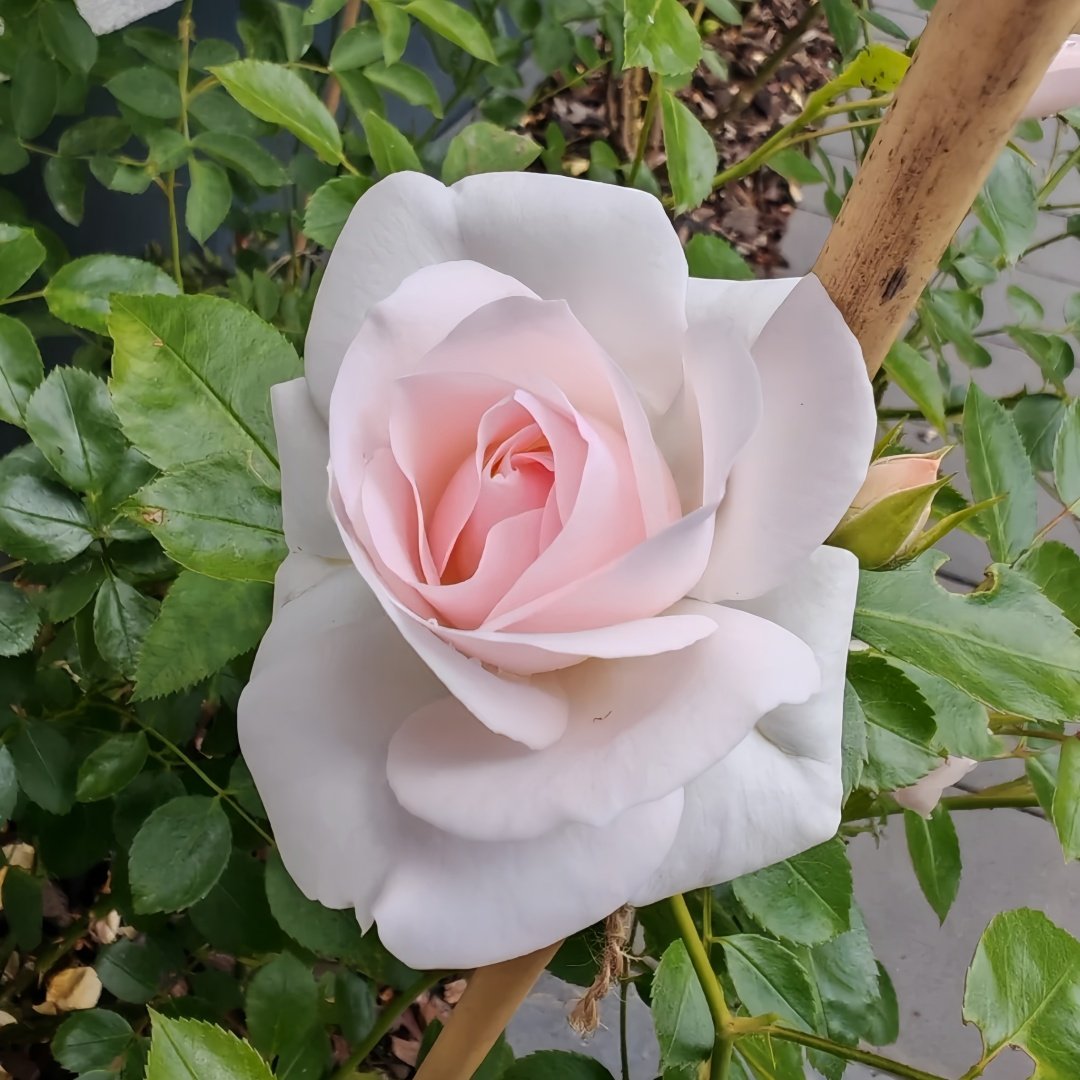 Aspirin Rose Plant|阿司匹林 image 1