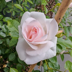 Aspirin Rose Plant|阿司匹林 image 1