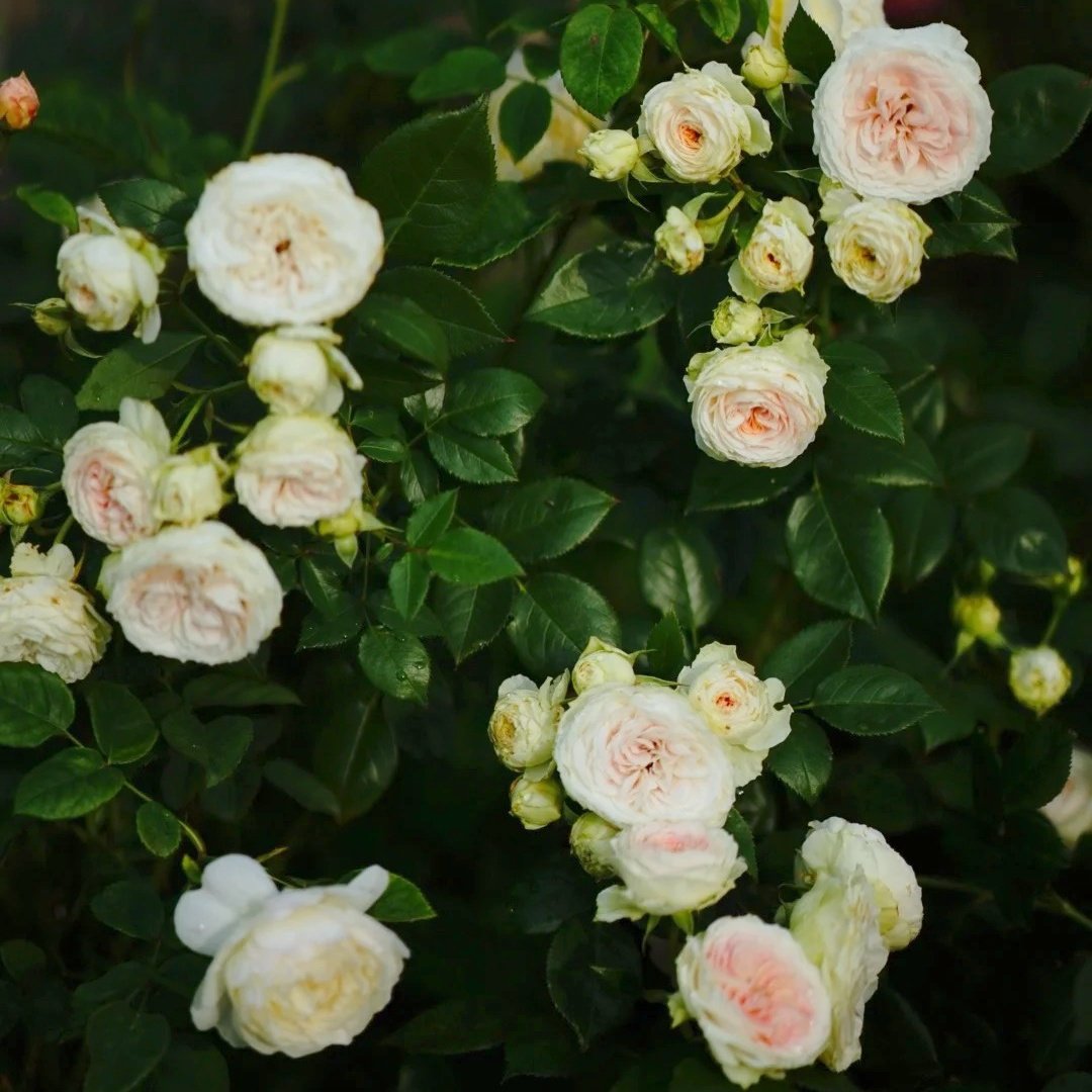 Wedding Piano Rose Plant|婚礼钢琴 image 9