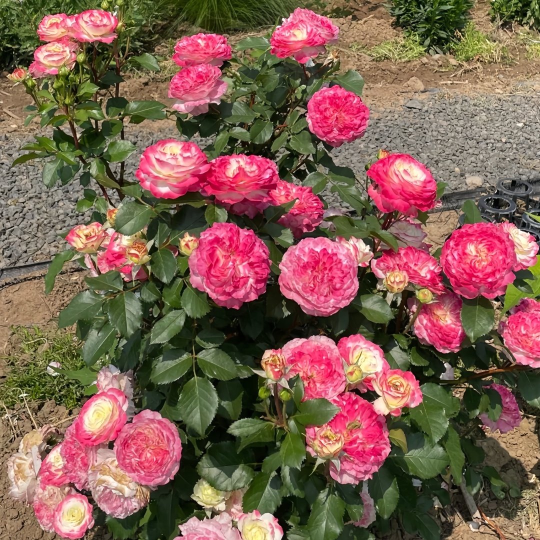 Chuzhuang Rose Plant|‌初妆 image 9