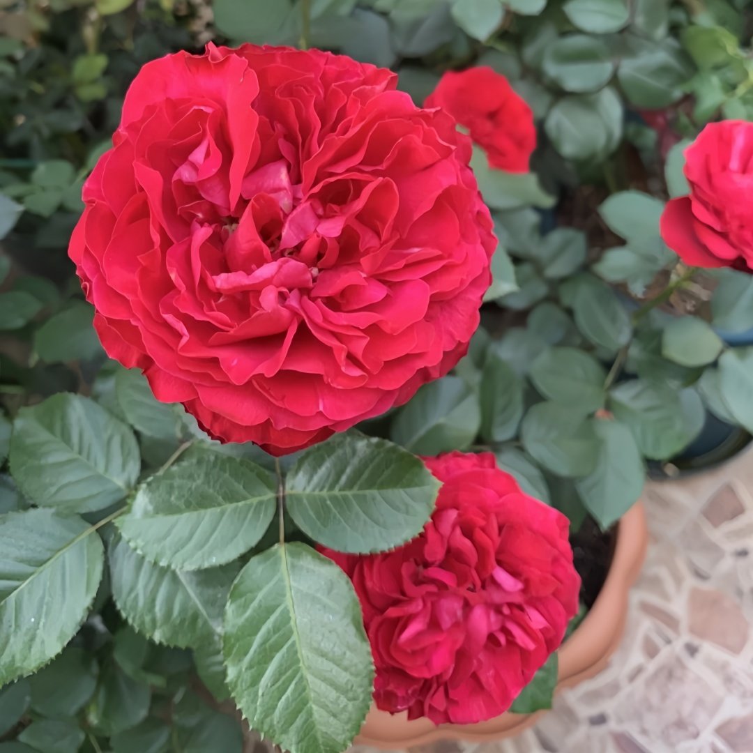 Traviata Rose Plant|茶花女 image 8