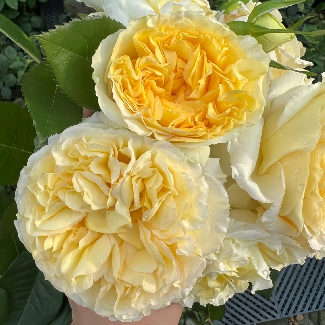 Sicilienne Rose Plant｜西西里舞曲 image 5