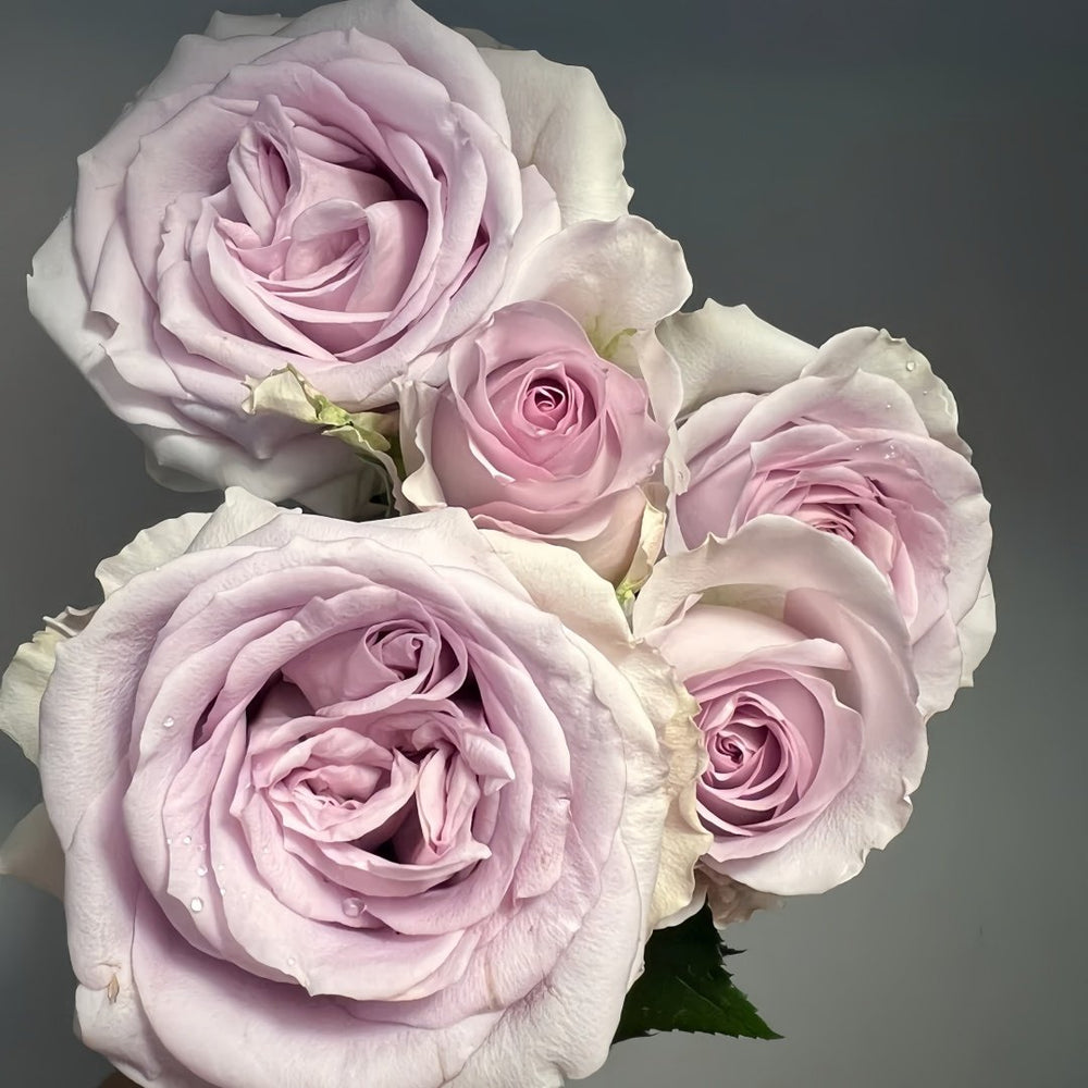 Cosette Rose Plant | 柯赛特 image 7