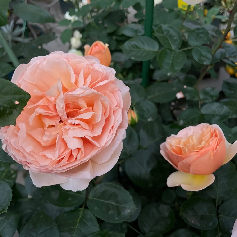 Tropicana Rose Plant|百香果 image 5