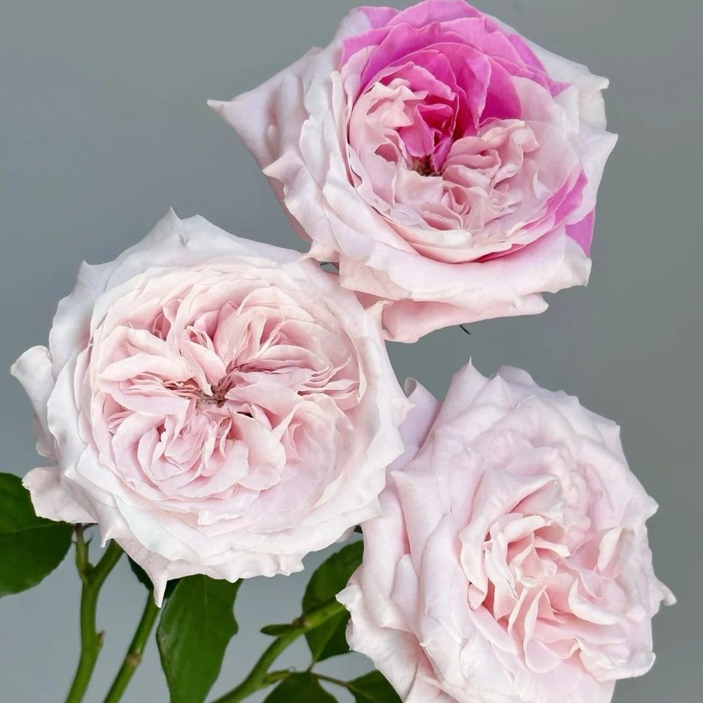 Norma Jean Rose Plant｜诺玛珍 image 1