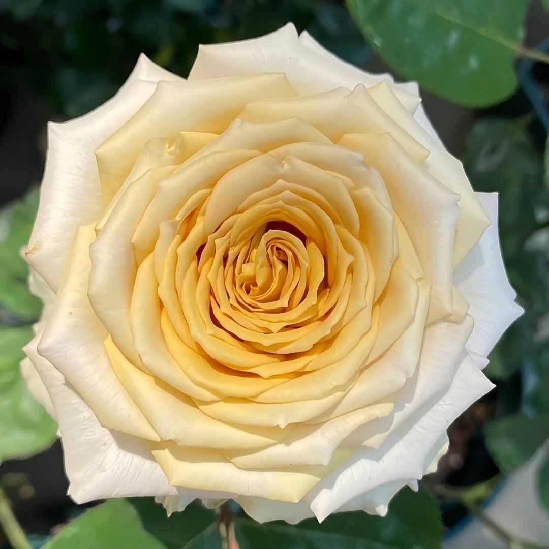 Spoiler Rose Plant｜捣蛋鬼 image 8