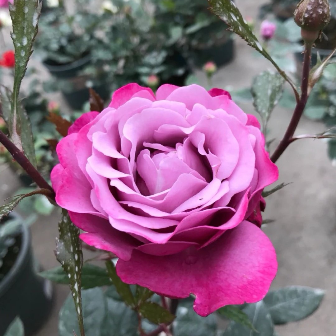 Muriel Robin Rose Plant|光明知更鸟 image 4