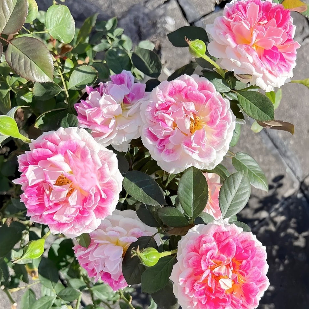 Holiday Island Guernsey Rose Plant｜根西/假日岛芍药 image 8