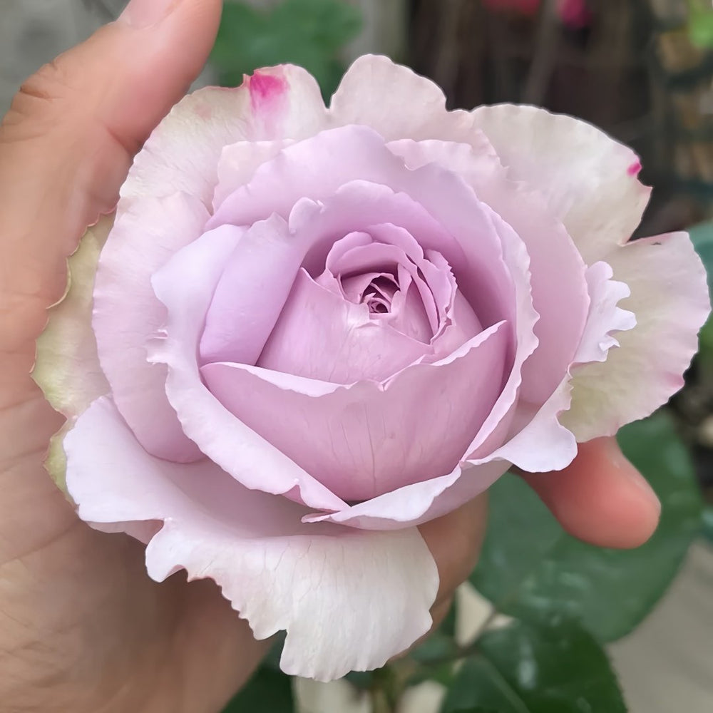 Madam Kayoko Rose Plant|紫色故事 image 5