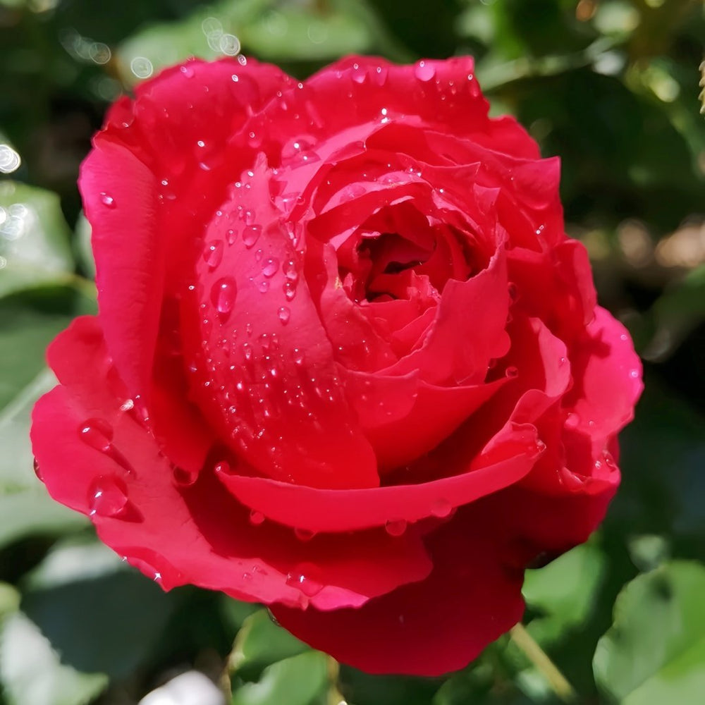 Red Ribbon Ruban Rouge Rose Plant ｜红丝带 image 6