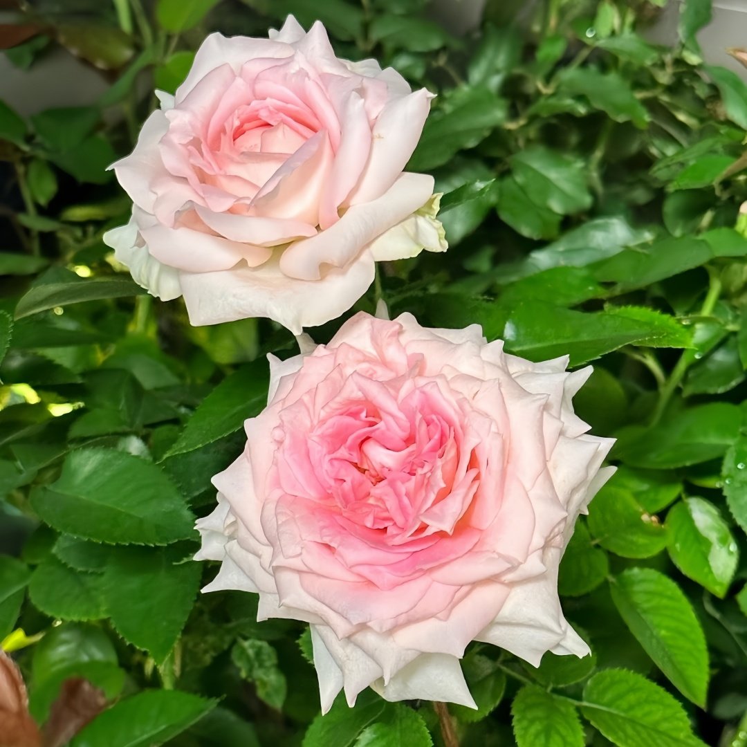Ragazza Rose Plant|米兰少女 image 6